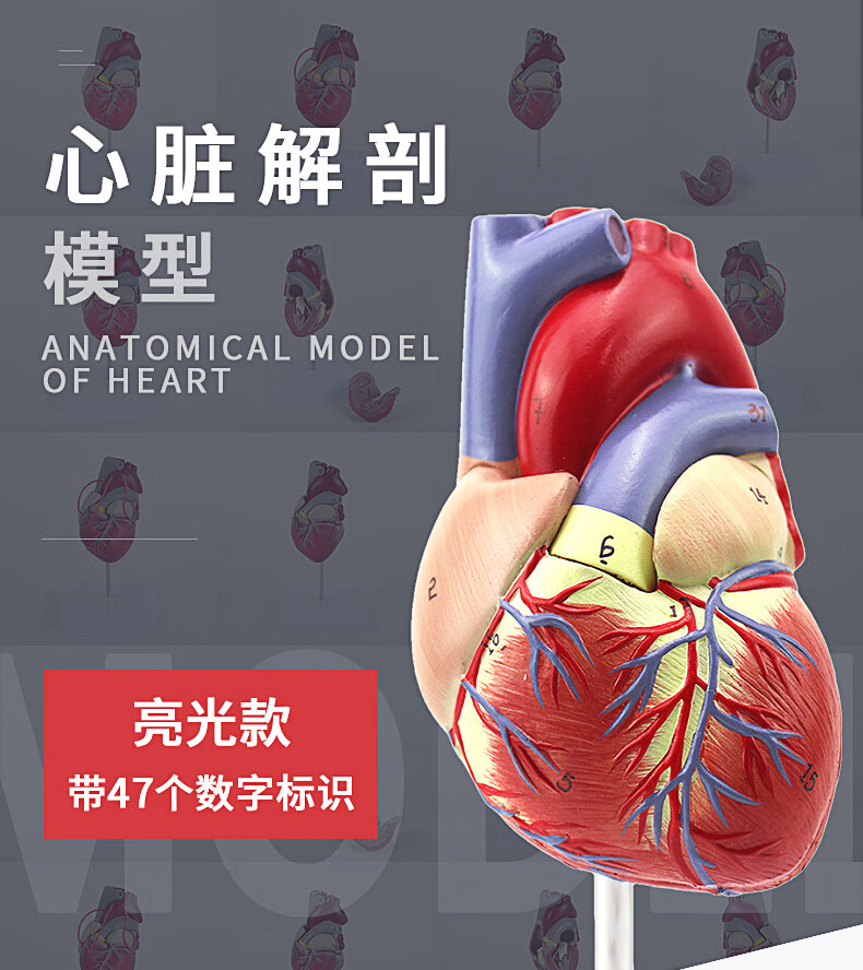 医学教学人体心脏模型可拆卸冠状动脉心血管血液循环解剖器官玩具雅德