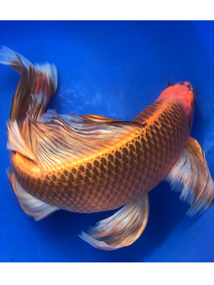 荣郁 火凤凰锦鲤 纯种龙凤观赏鱼 淡水冷水好养金鱼活体蝴蝶鲤长尾 三
