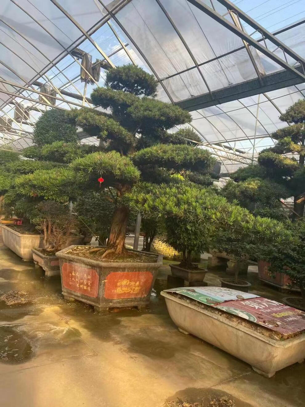 黑松大型别墅庭院日本迎客松树苗 罗汉松特型造型 含盆【图片 价格