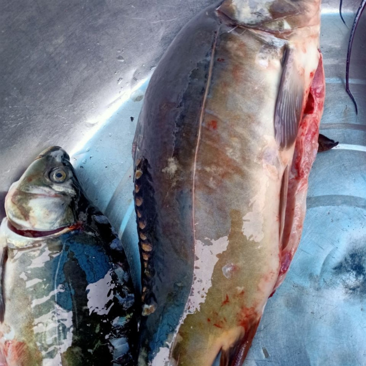 流连湾 三道鳞新鲜淡水鱼无肌间刺肉质细嫩金宝鱼活鱼宰杀净重发货