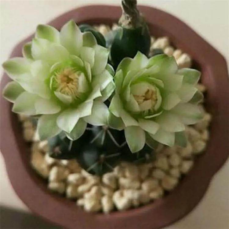 绯花玉仙人球室内办公室桌面绿植好养多肉植物开花小仙人球盆栽红潮