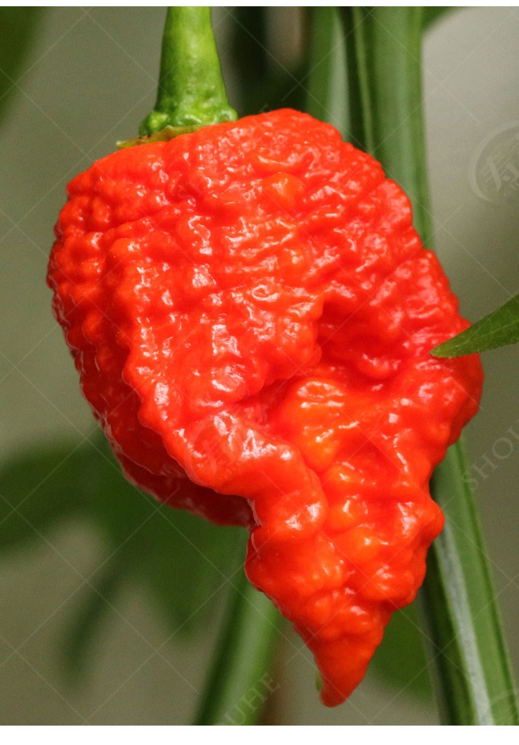 种特辣四季海南黄灯笼蔬菜种籽孑籽种秧苗特红色魔鬼辣椒种子50粒原装