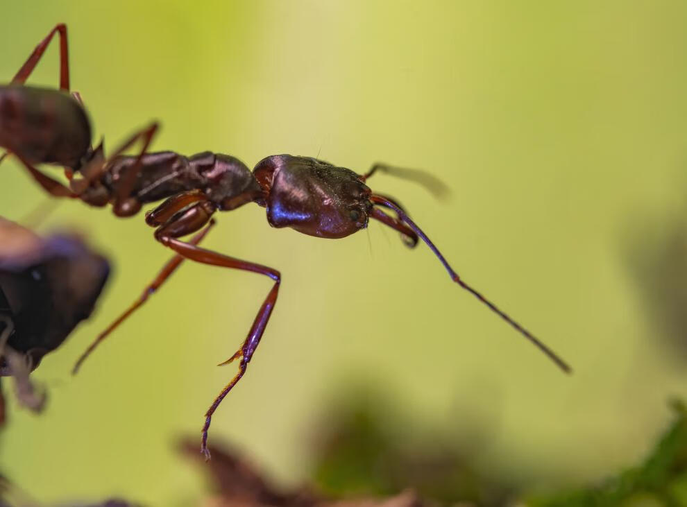 山大齿猛蚁蚂蚁宠物凶猛的蚂蚁蚂蚁工坊大蚂蚁活体攻击速度快 1后50工