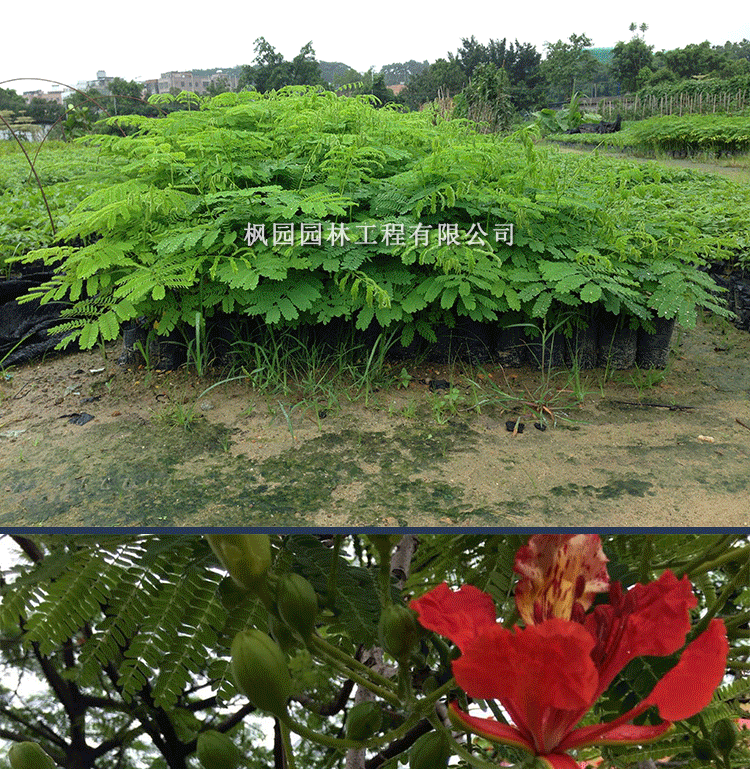 凤凰木苗凤凰树苗红花楹小苗盆栽带土发货庭院绿化苗名贵苗木凤凰木苗