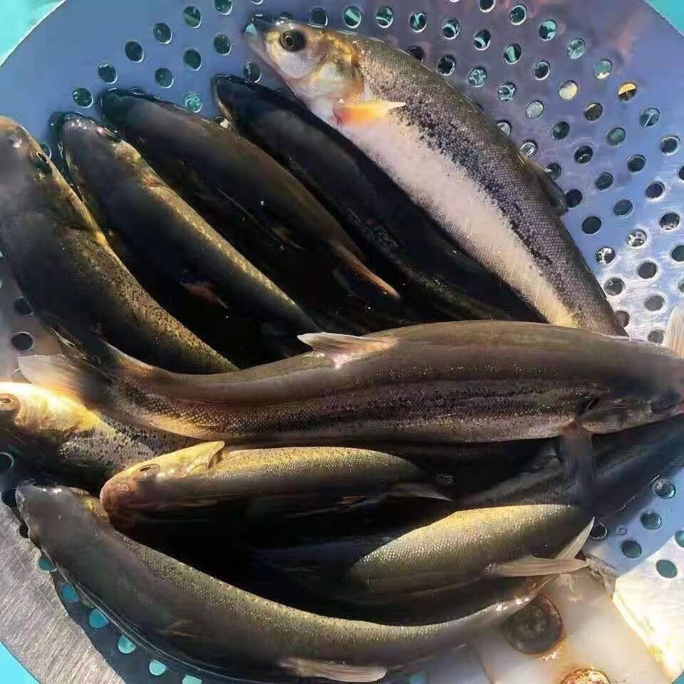 柳根鱼 多规格 东北纯大柳根黑龙江特产冷水鱼柳根鲜活速冻真空加多