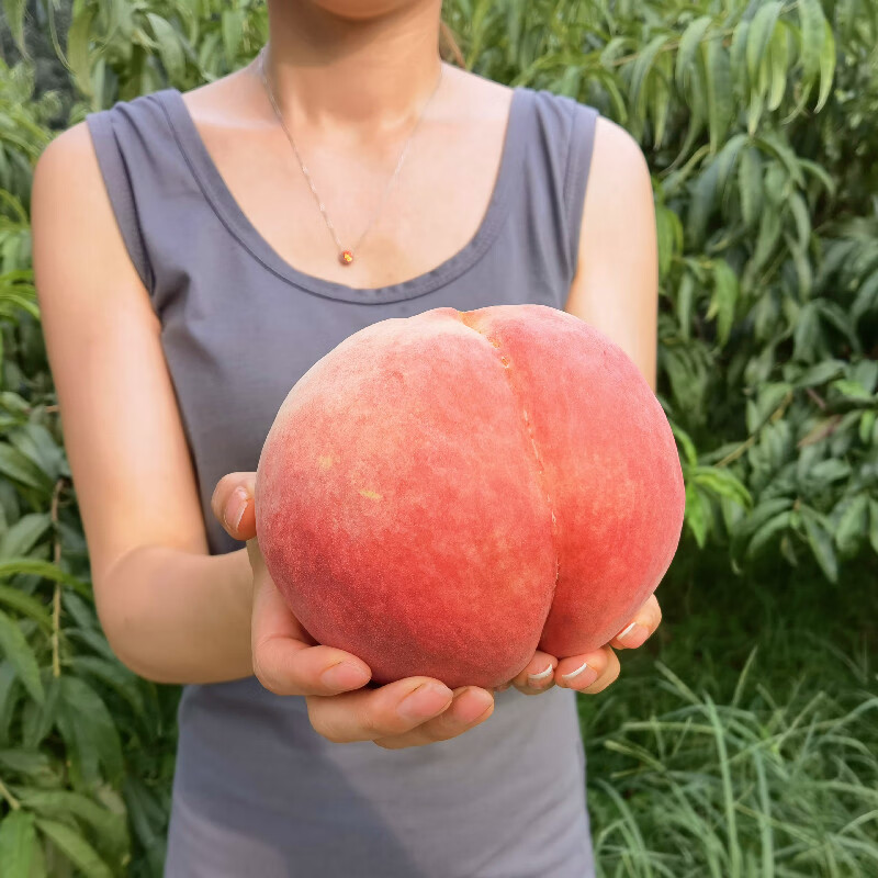 深州水蜜桃新鲜大蜜桃超甜超大桃子当季新鲜水果 礼盒装 单果重6-8两