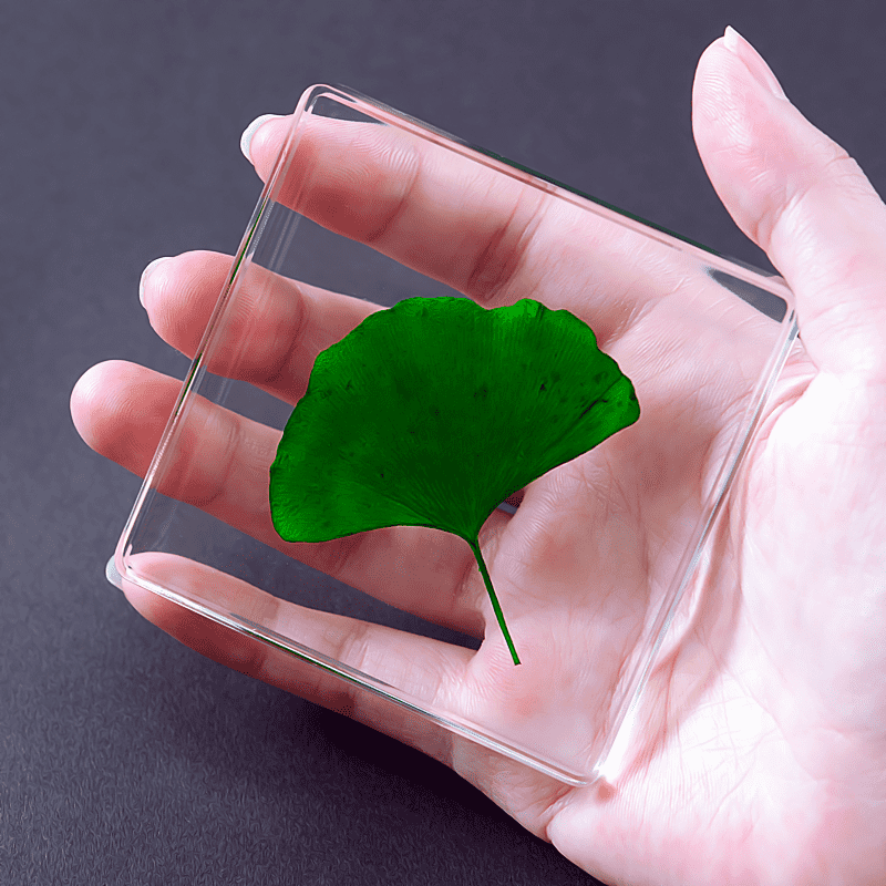 植物标本树脂 真实植物树脂标本幼儿园教学花朵树叶玉米高粱生活史