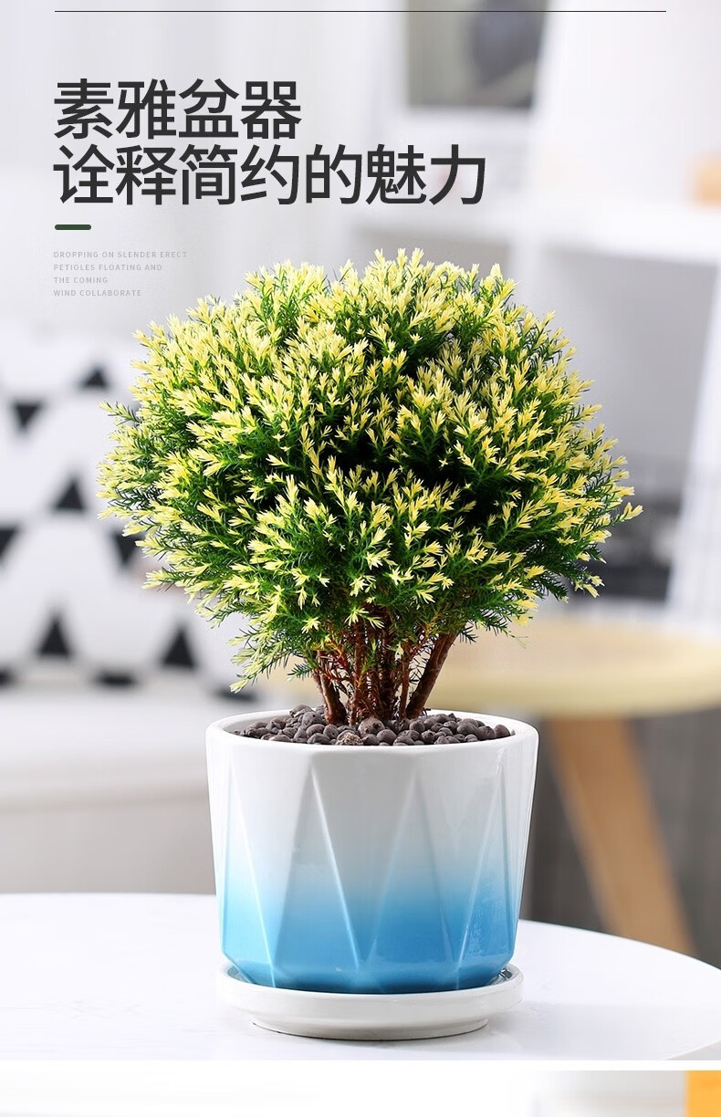 雾松盆栽黄金雾凇盆景植物客厅办公室内桌面绿植好养t12黄金雾松红