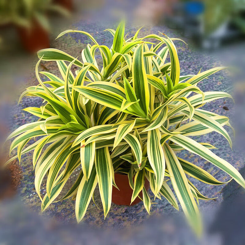 金边百合竹盆栽植物龙血树室内客厅北欧风造型绿植净化空气大植物朵芮