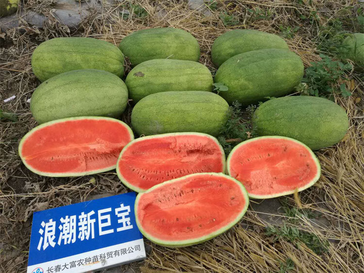 特大新红宝西瓜种子绿皮西瓜种抗病早宝早熟红心甜抗病早宝100粒试种