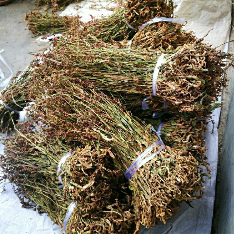 官方旗舰官方旗舰贵州省盘龙参龙抱柱镰刀草海珠草龙盘旋鲤鱼草飞龙