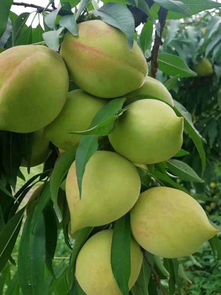 韶关鹰嘴桃新鲜水果广东翁源特产大桃子水蜜桃脆甜大果现摘超大果约23