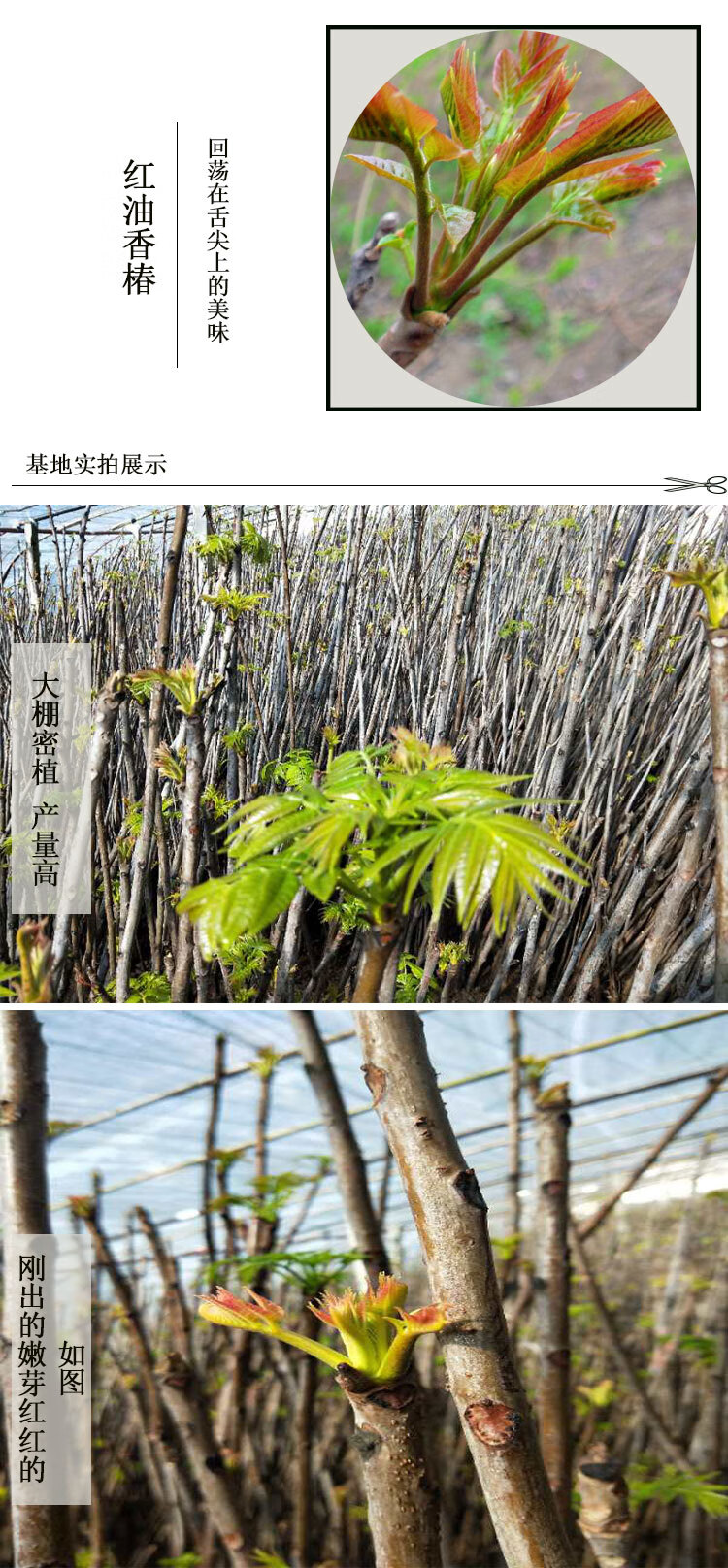 羽轩香椿树香椿树苗南方北方种植庭院盆栽地栽香椿芽春