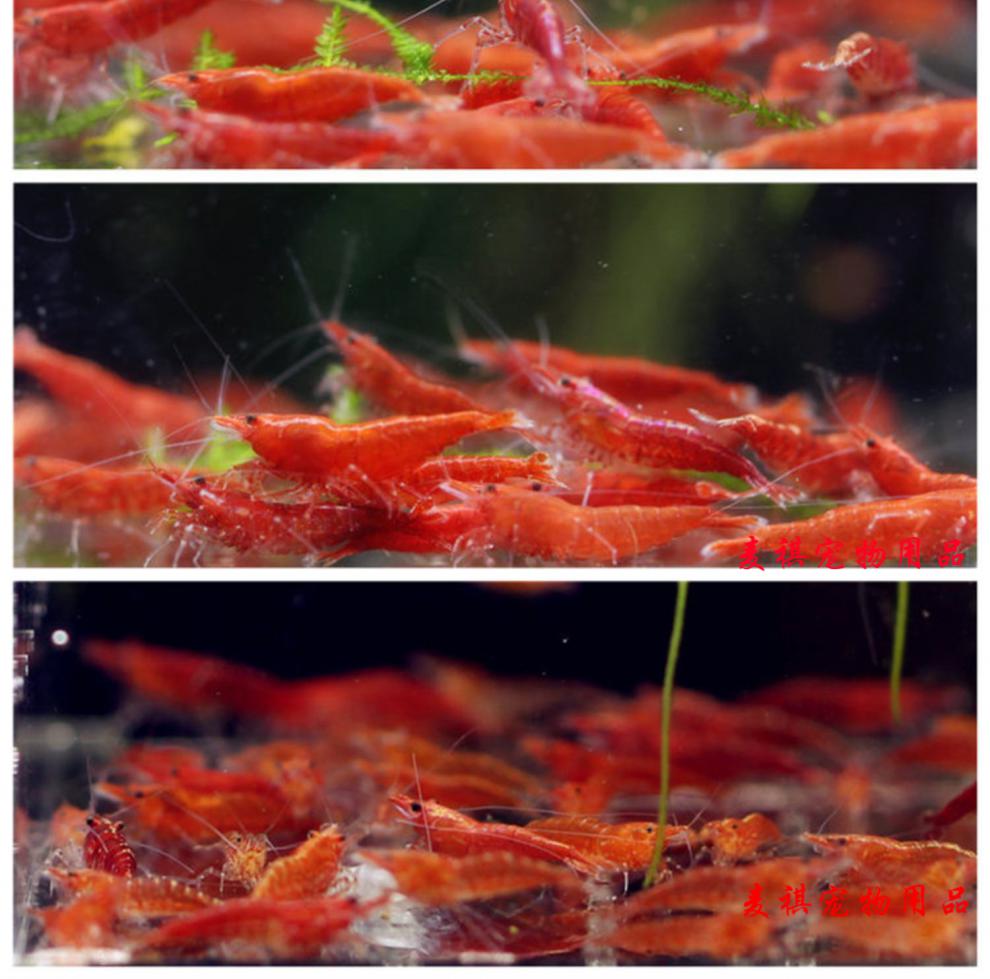 极火虾分公母图片