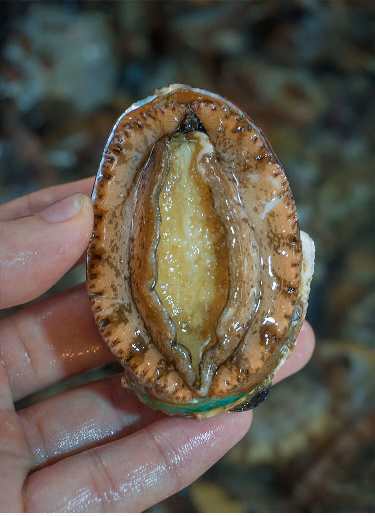 东山特级大新鲜鲍鱼大个超大鲍鱼特大鲜活冻海产鲜鲍大连渝珍 中鲍鱼