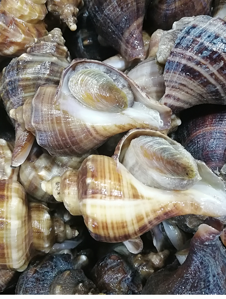 大连海鲜特产网红贝类花螺天然响螺深海田螺新鲜超大海螺 1000g【图片