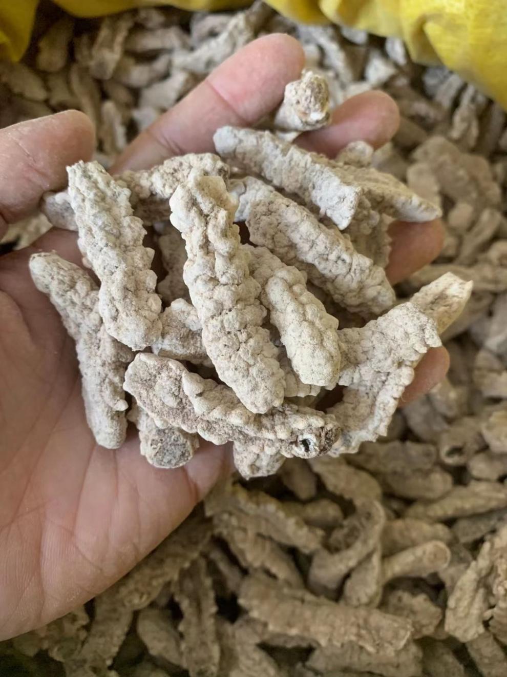 黄玉参海参干货黄肉参仔小黄玉参酒店食材用料 精选大号500g【图片