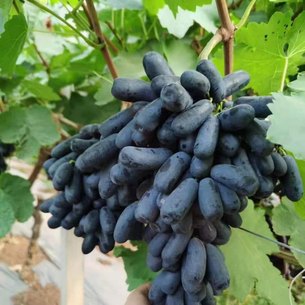 素界无籽黑提子【顺丰快递】蓝宝石黑提新鲜水果金手指黑提 【精美