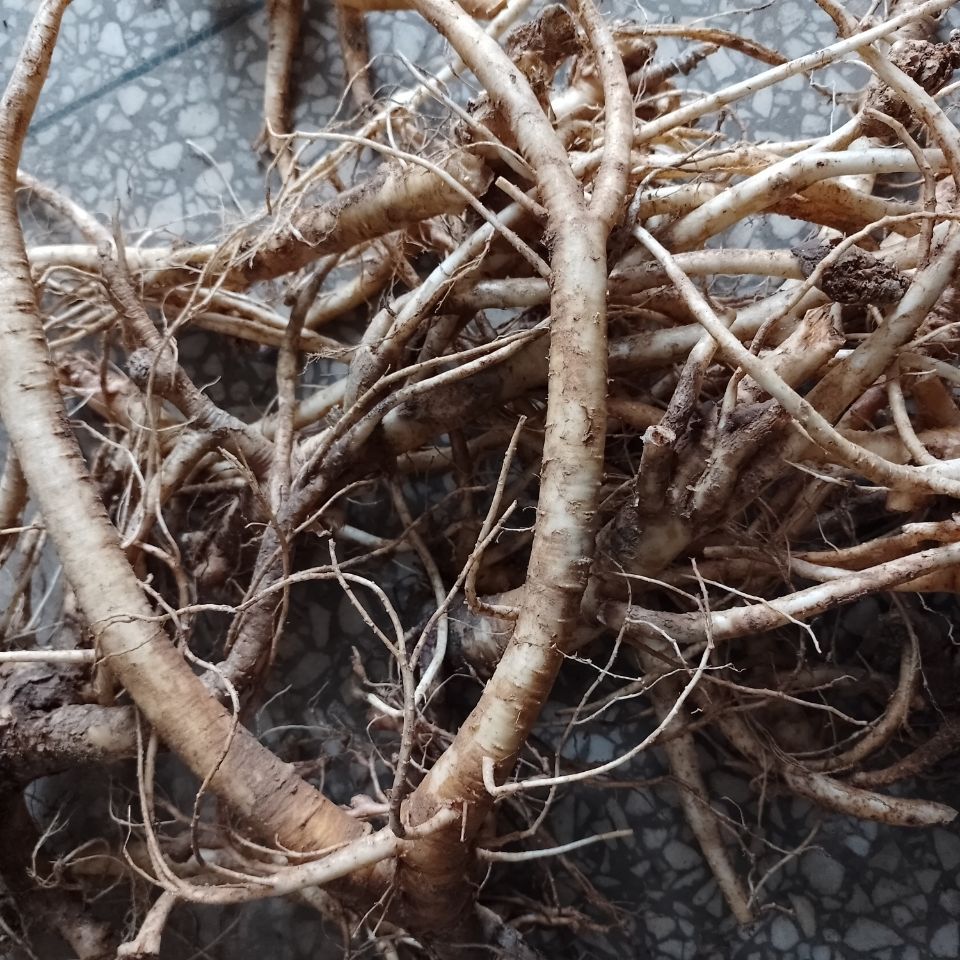 秦岭新鲜桔梗1斤食同源鲜桔梗狗宝菜咸菜产地直供新桔梗籽半斤 新鲜