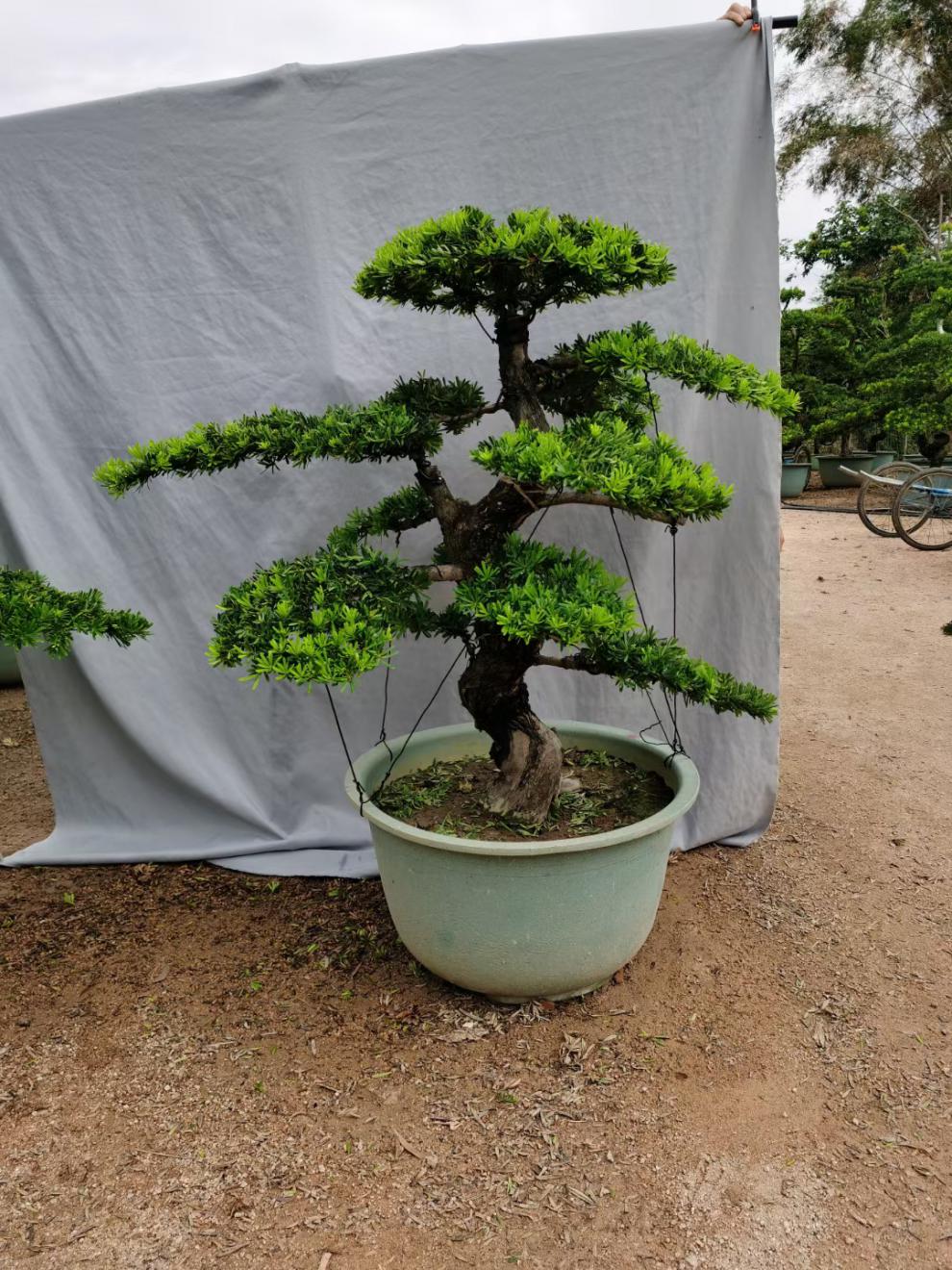 金钻绿植金钻雀舌罗汉松小叶老桩盆景造型真树室内盆栽庭院绿植一物一