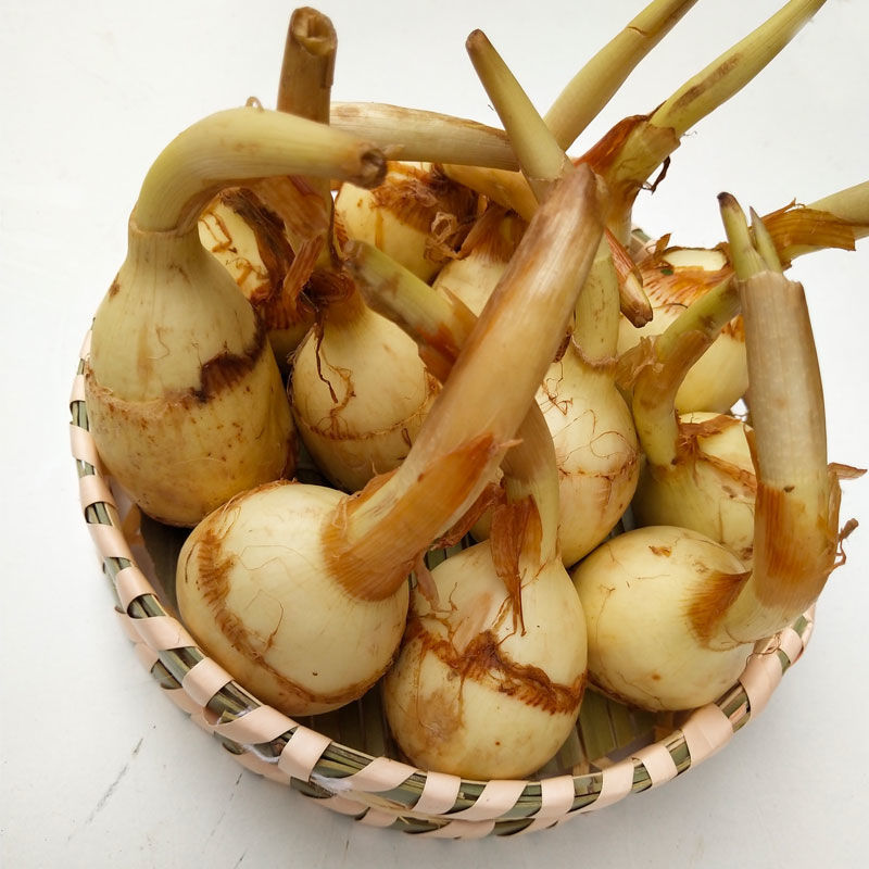 云南茨菇新鲜现挖现买大茨菇慈姑马蹄茨孤蔬菜白慈姑批 3斤大茨菇