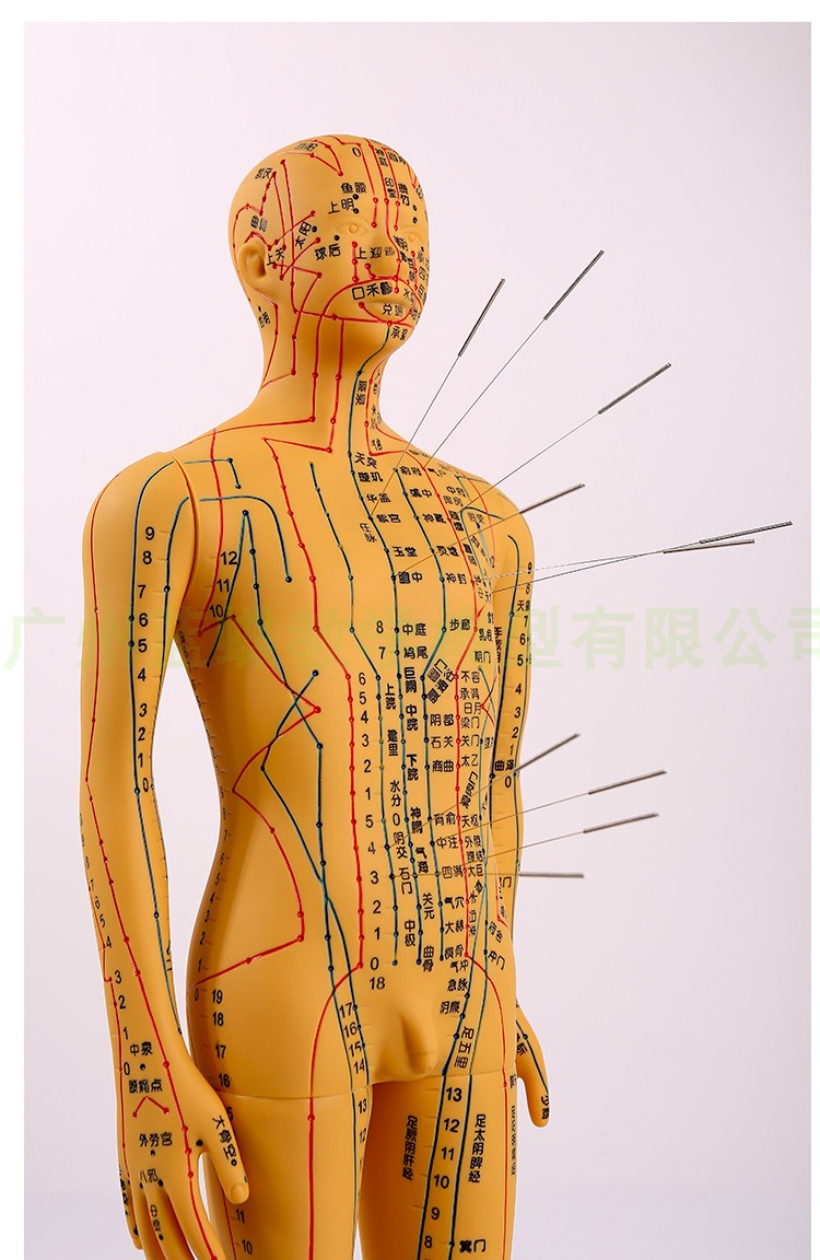 标准中医人体经络穴位模型v刻字超清晰经络通男女人体模型人体经络