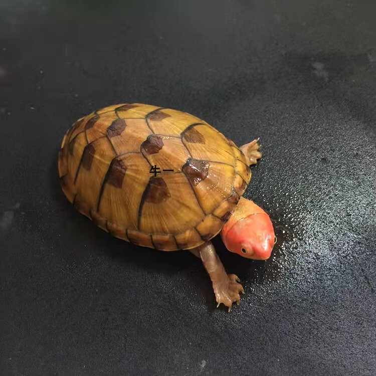 cmcm乌龟红面蛋龟苗红脸蛋龟观赏龟深水乌龟泥水龟乌龟观赏龟宠 进口