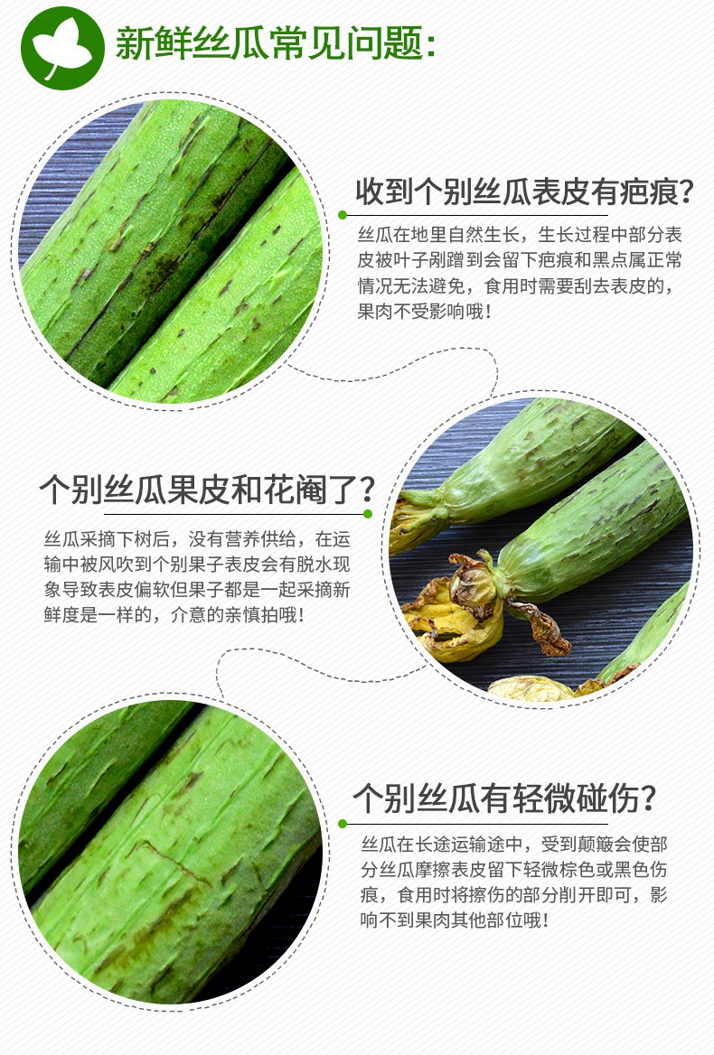 丝瓜新鲜绿瓜山东寿光蔬菜鲜嫩绿皮丝瓜农家自种青瓜批发精选丝瓜3斤