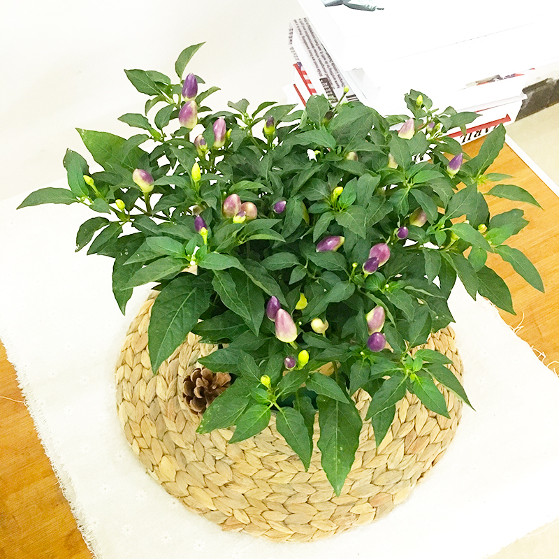 易水之夏五彩椒朝天椒苹果椒七彩椒盆栽食用观赏辣椒苗阳台庭院绿植物