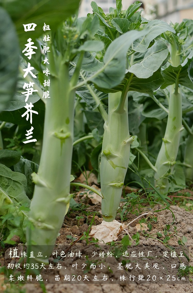 农之子 芥兰菜种子菜心 紫芥兰种子 5g装【图片 价格 品牌 报价】