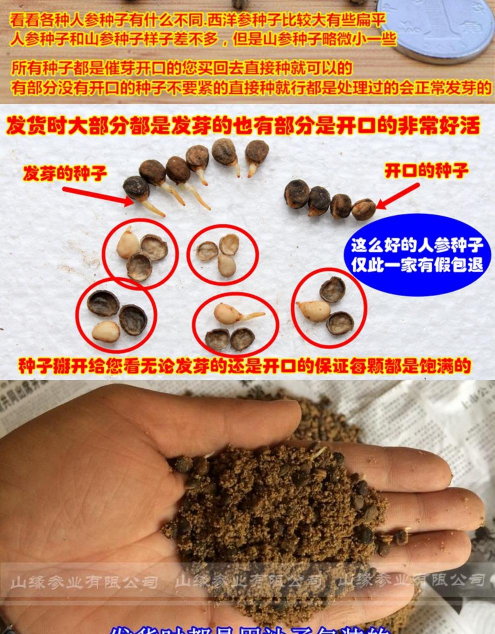 长白山新鲜人参 人参苗 人参种子西洋参种子林下参种子野山参种子