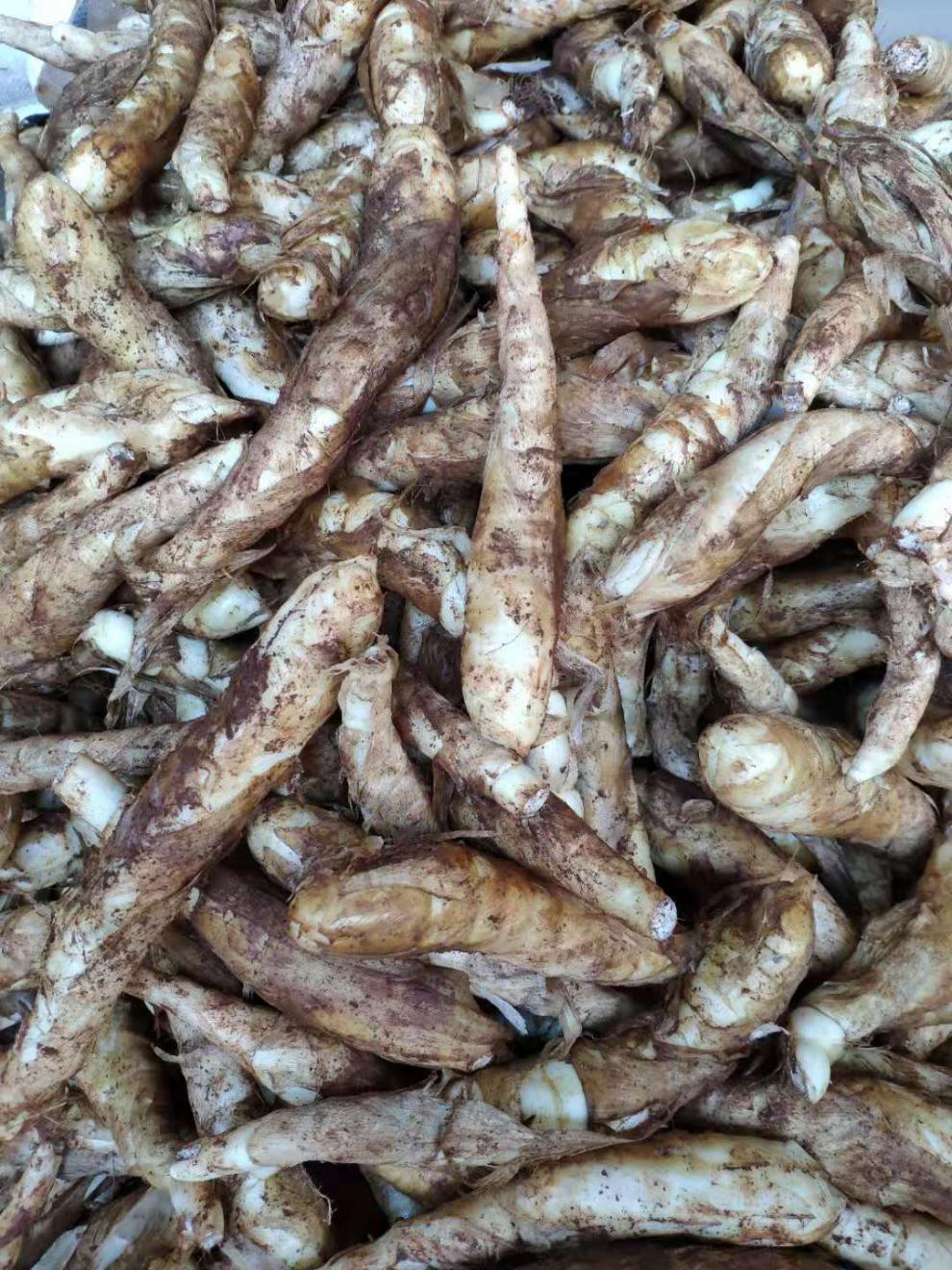 海南新鲜竹薯冬薯农家竹芋苓薯竹根薯煲汤食材现挖发货2斤中大果