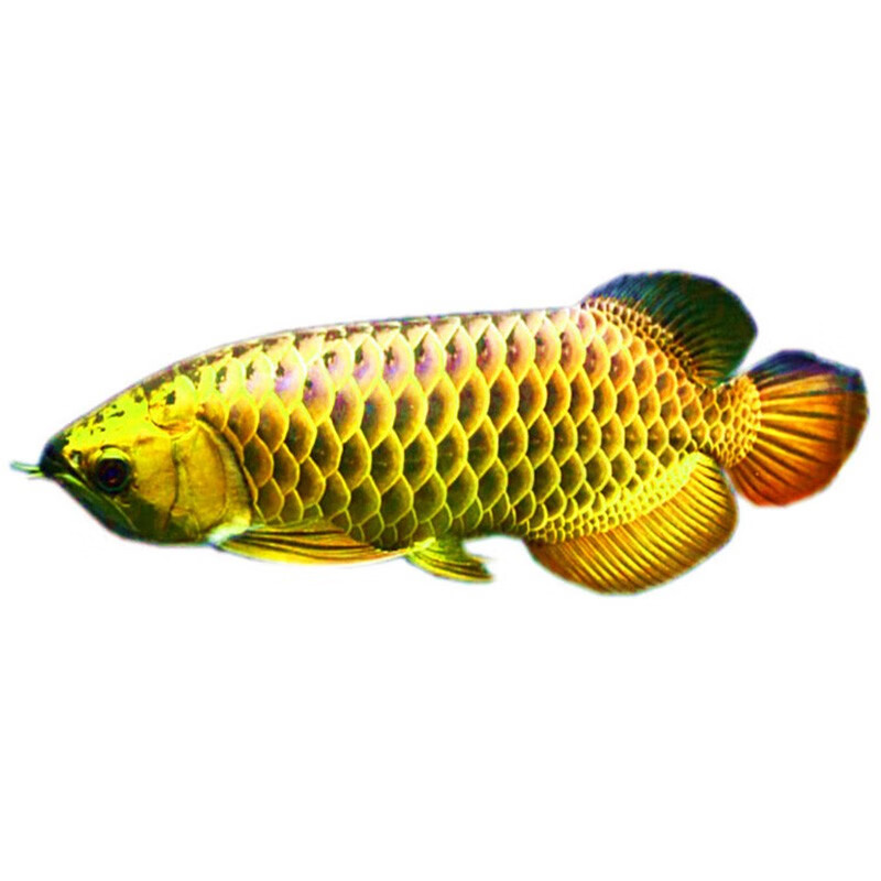 jypet直纹飞凤鱼淡水吃藻工具鱼苗热带观赏鱼活体清道