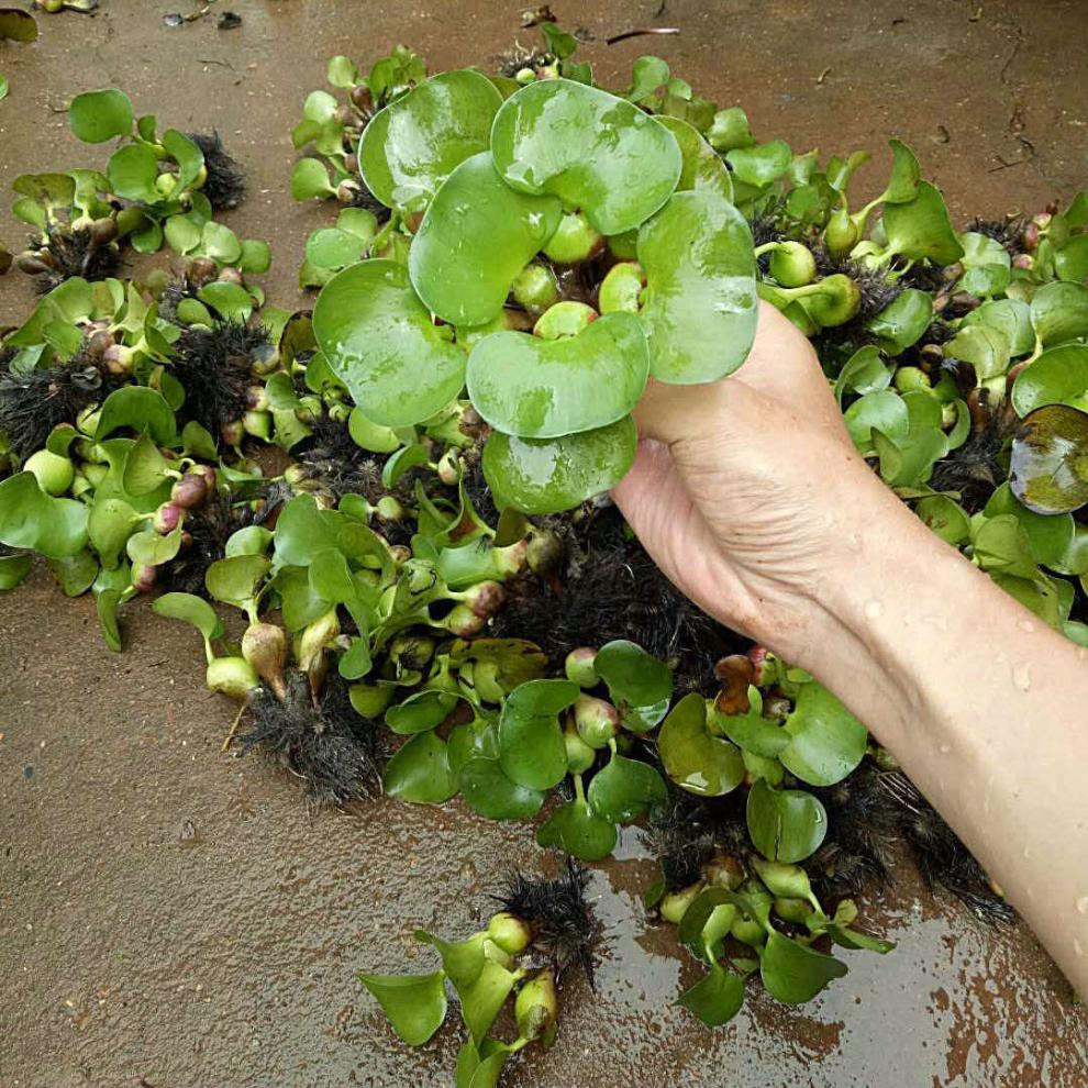 水葫芦养殖方法图片