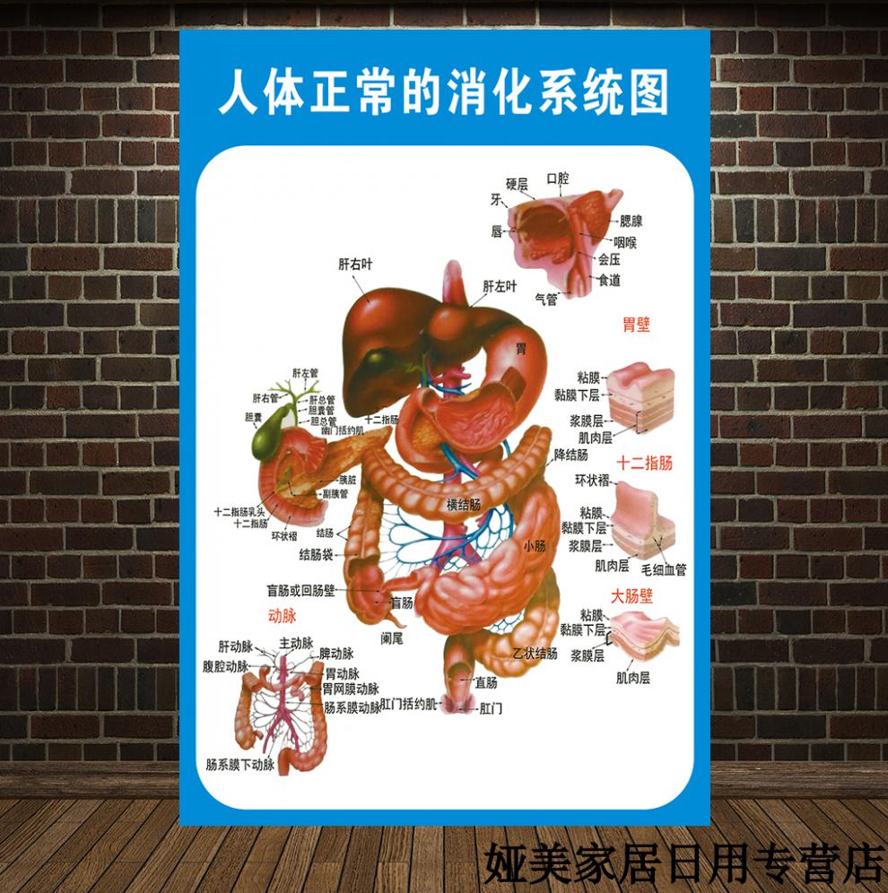 可狄kedi新款人体消化肠道结构示意图医学宣传挂图人体器官布置图人体