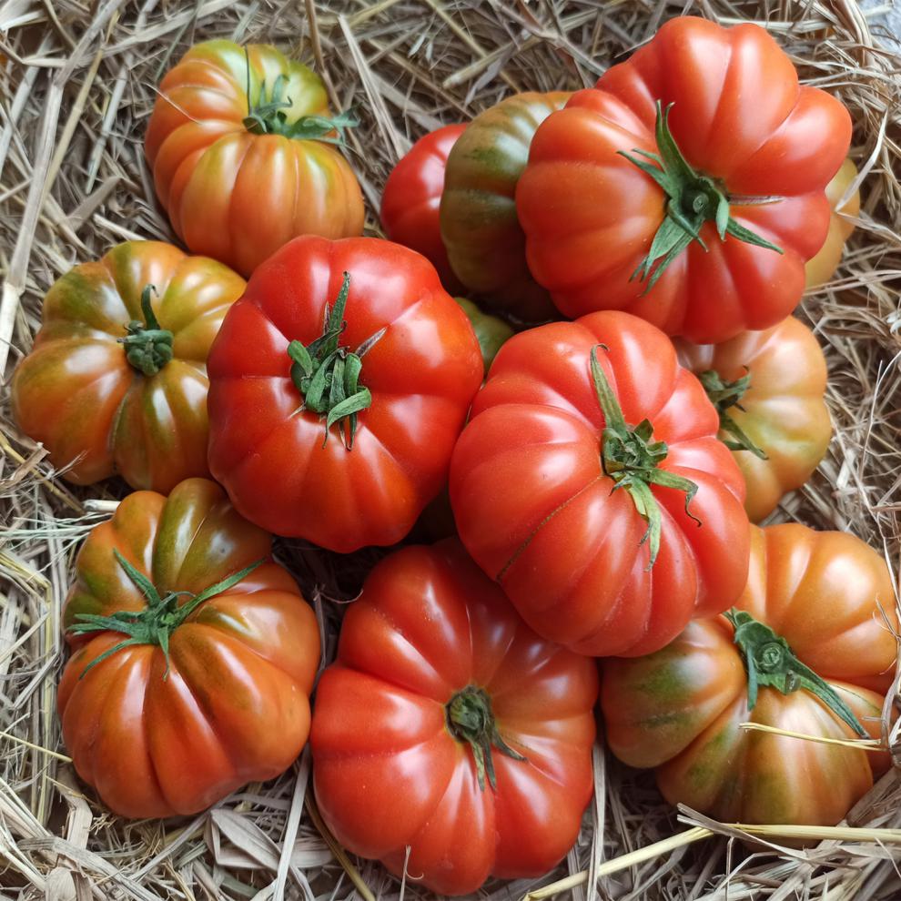 现摘自然熟潮汕马蹄番茄新鲜老品种西红柿子生吃应季水果孕妇蔬菜 5斤