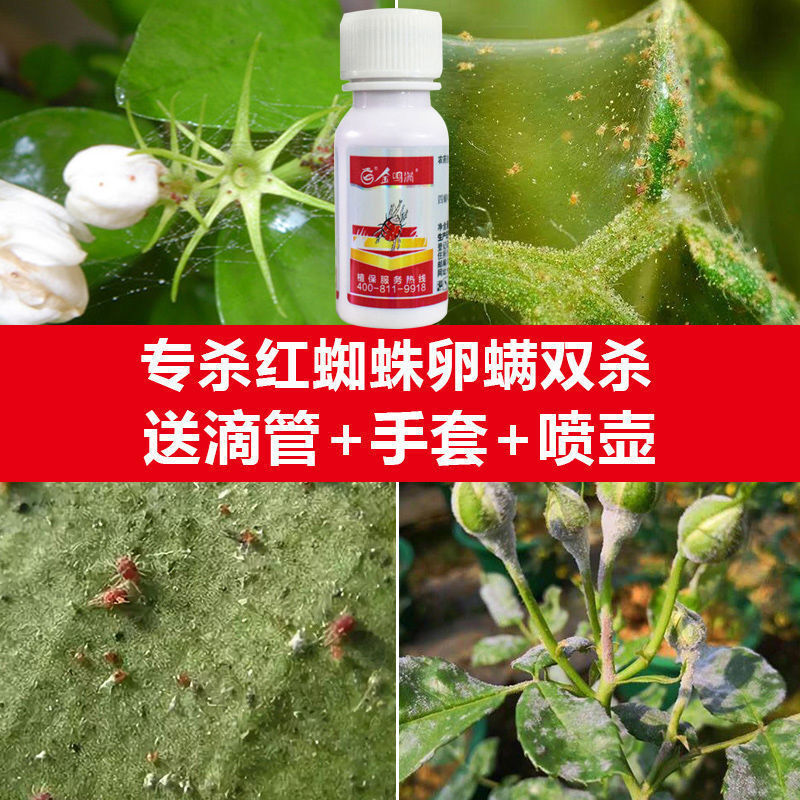 红蜘蛛专用药月季玫瑰杀虫药杜鹃花卉杀卵杀螨绣球植物杀虫剂通用 20