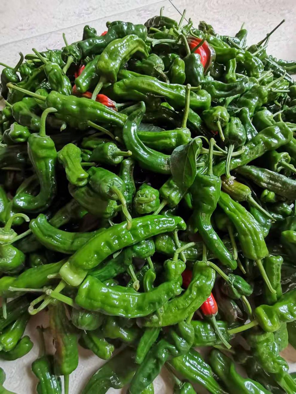 现摘山东枣庄薄皮辣椒 新鲜皱皮特辣螺丝青椒超辣 特辣薄皮皱皮青辣椒
