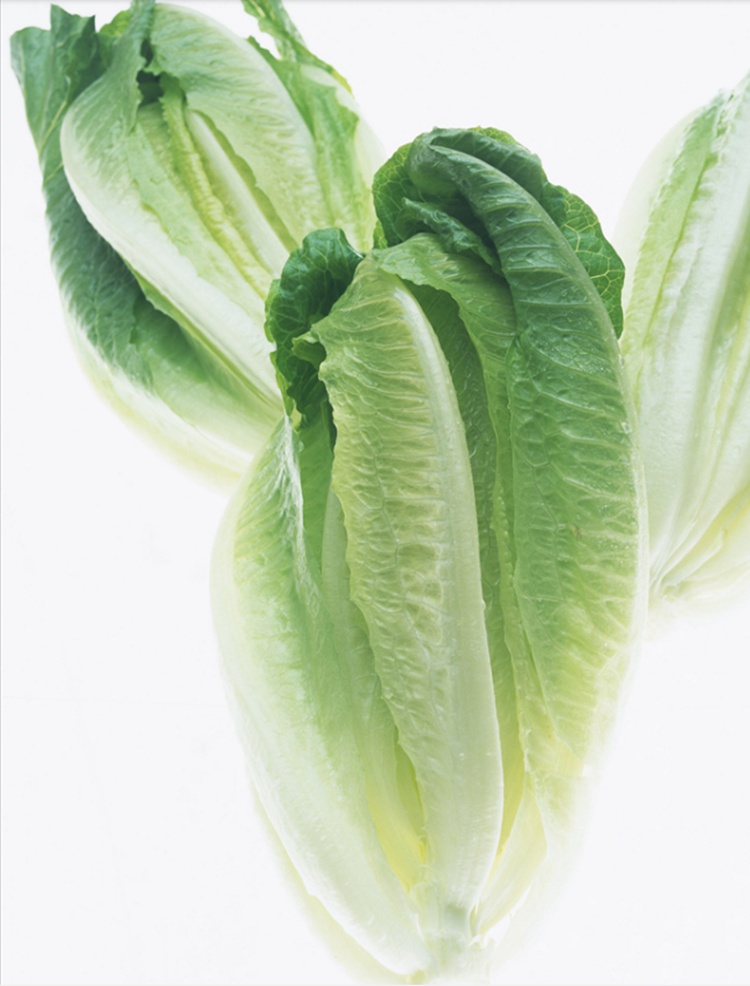 罗马直立生菜种子包心生菜种子籽孔雀菜散叶耐热春秋四季蔬菜种孑