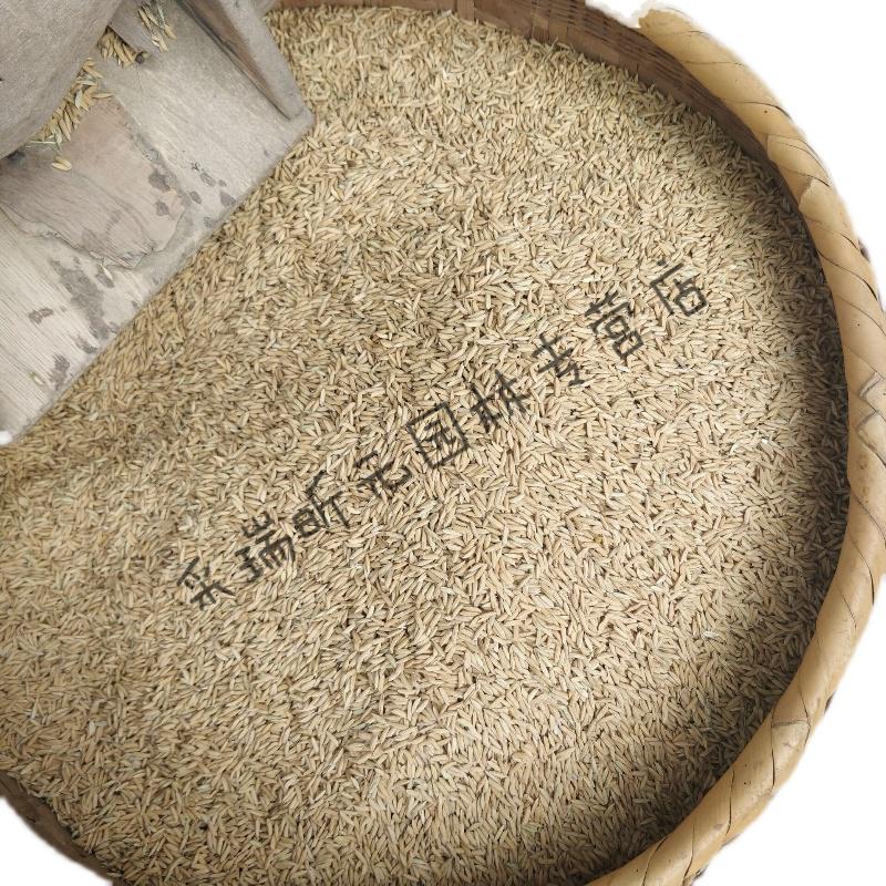 fghgf 新稻谷农家干晚稻谷带壳鲜生食用稻子人吃大米新米酿酒原料