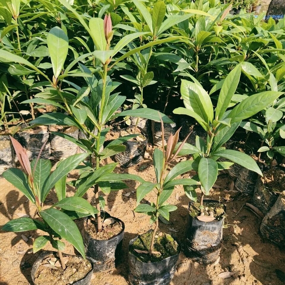 正宗金丝楠木苗小叶桢楠树苗名贵庭院门前树苗珍贵地栽批楠木苗发 40