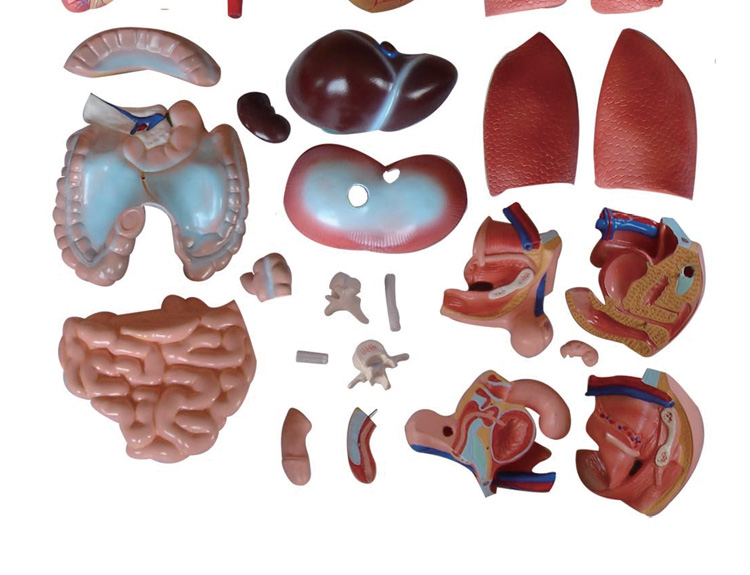 躯干模型人体内脏胸腹部器官解剖心肝脾肺肾五脏六腑医学教学拼装201