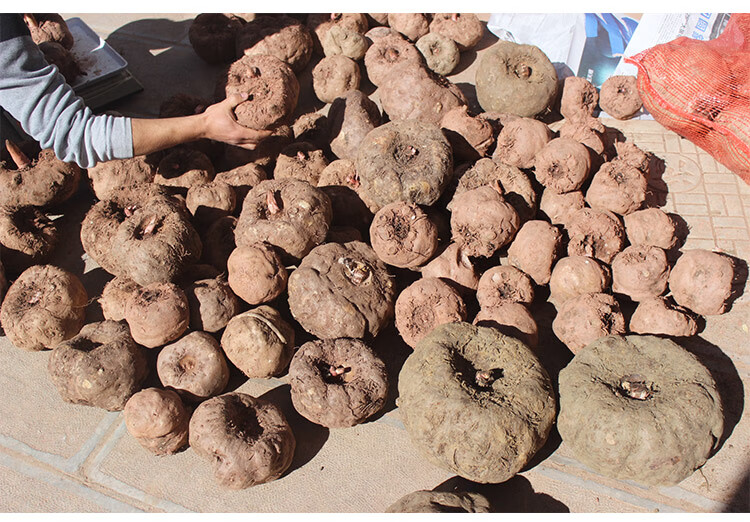 云南新鲜魔芋鲜魔芋现挖大个制做豆腐原料鬼磨芋农家魔芋头 5kg【图片