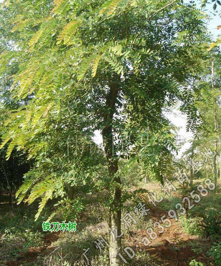 hqc蝶遇孟买正宗铁木树苗珍贵植物鸡翅木苗庭院绿化木材树种鸡翅木