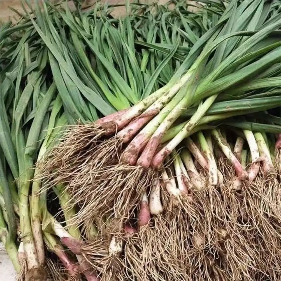 蒜苗新鲜红皮红根紫皮鲜红头蒜苗大蒜苗青蒜苗价5斤蒜苗普通