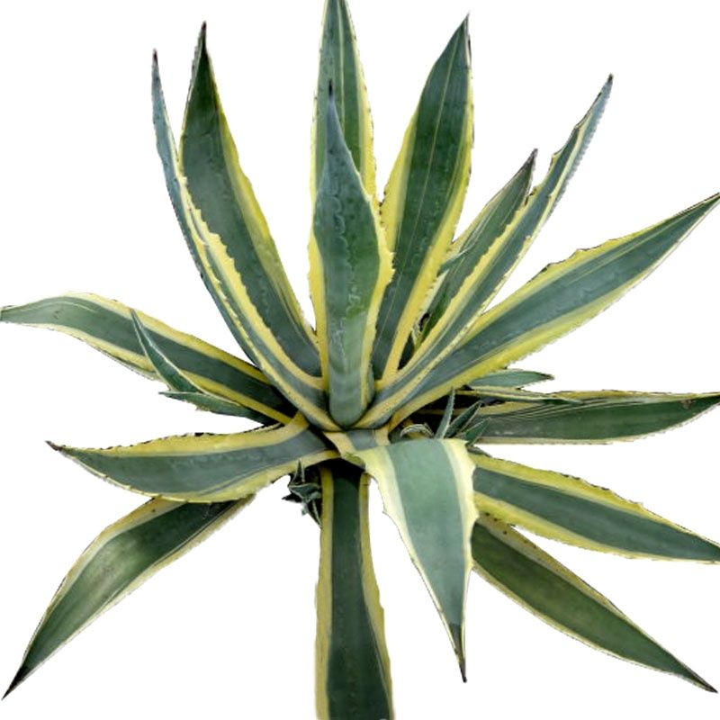 花果山 金边芦荟 金边龙舌兰·金边莲,金边菠萝 多肉植物绿植盆栽2022