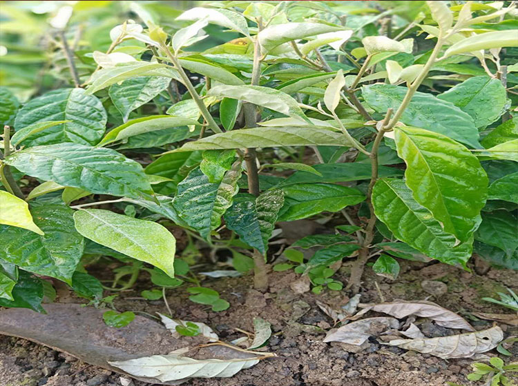 战长沙羊奶果苗特大果形德甜二号胡颓子苗胡秃子苗羊奶果树苗羊奶果