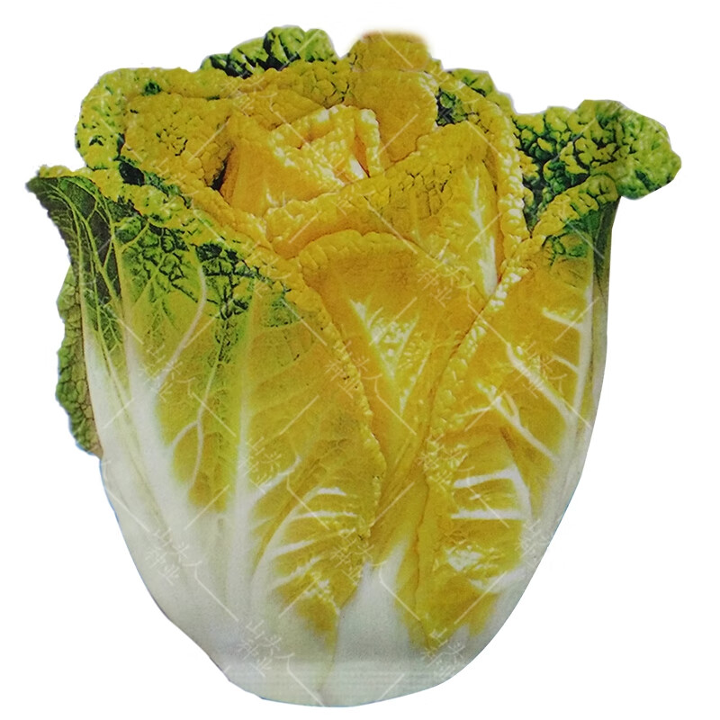 soumiety黄芽14种子黄芽菜黄心大白菜秋播蔬菜籽阳台种菜家庭盆栽10克