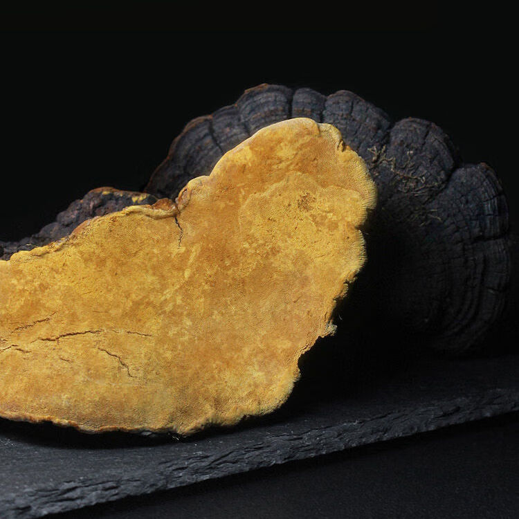 西藏野生桑黄金边桑黄桑树桑黄灵芝野生桑黄天然正宗黄金桑黄泡水30年