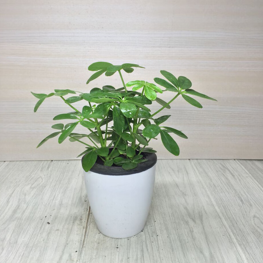 八方来财鸭脚木鹅掌柴七叶莲树办公室客厅大型绿植盆栽发财树八方来财